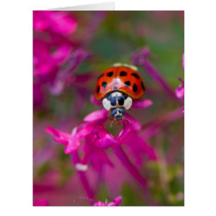 Ladybird rouge noire sur les fleurs roses