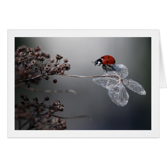Ladybird sur la vieille hydrangée (Devant horizontal)