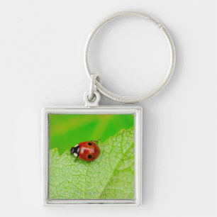 Ladybird walking across a leaf keychain