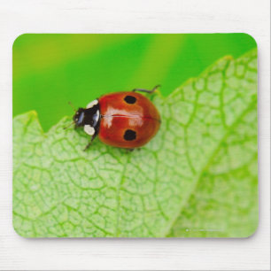 Ladybird walking across a leaf mouse pad