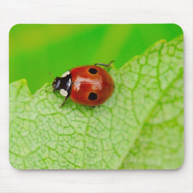 Ladybird walking across a leaf mouse pad (Front)