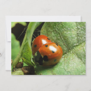 Ladybirds