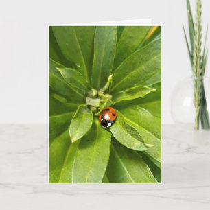 Ladybug