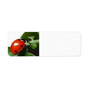 Ladybug