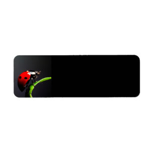 Ladybug