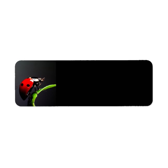 Ladybug (Front)