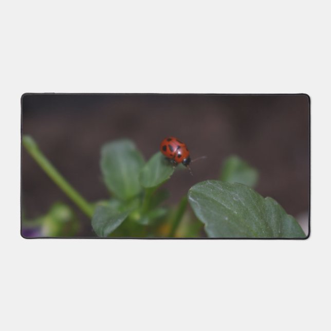 Ladybug (Recto)