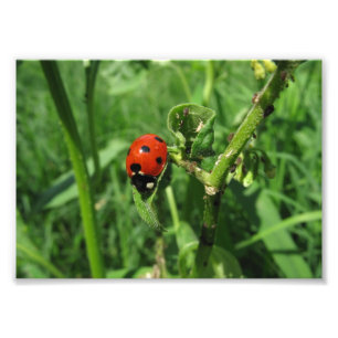 Ladybug and Aphids Photo Print