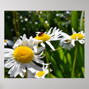 Ladybug and Daisies Poster