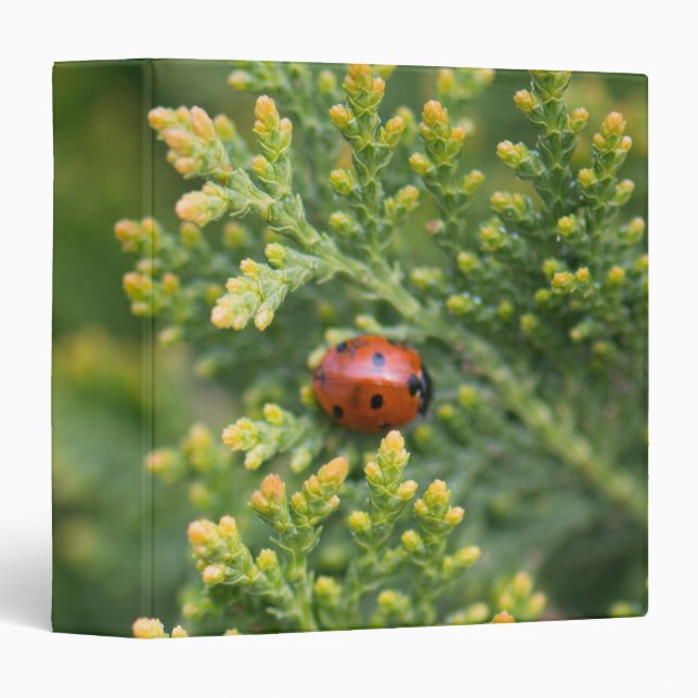 Ladybug Binder (Front/Spine)