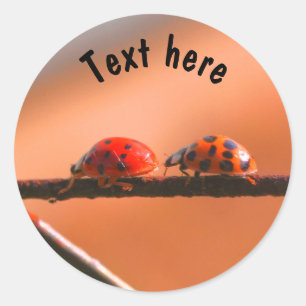 Ladybug Buddies Nature Personalized Classic Round Sticker