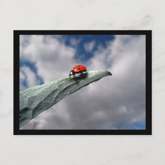 Ladybug Calm Before the Storm Postcard