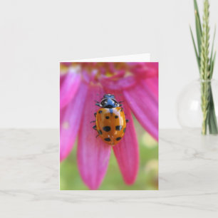 Ladybug Card