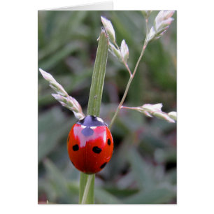 Ladybug card