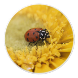 Ladybug Ceramic Knob