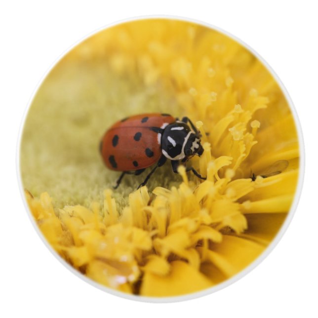 Ladybug Ceramic Knob (Front)