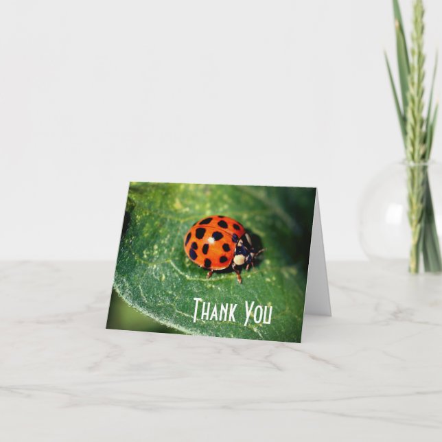 Ladybug Close Up Nature Thank You Card (Front)