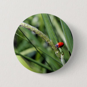 Ladybug (Coccinellidae) 2 Inch Round Button