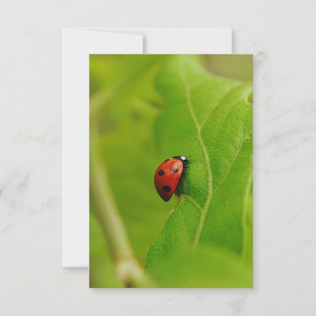 Ladybug Flat Birthday Card (Front)