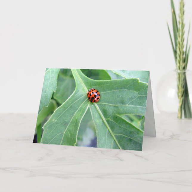 Ladybug  - Greeting Card (Front)