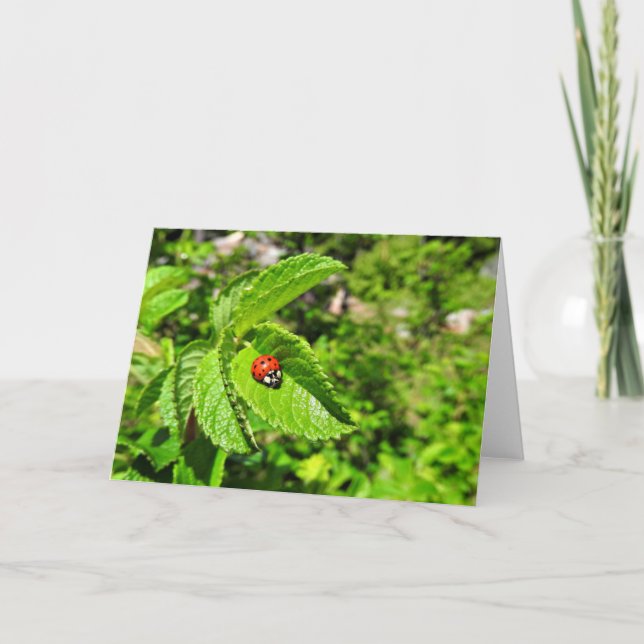Ladybug Greeting Card, Blank Inside Card (Front)