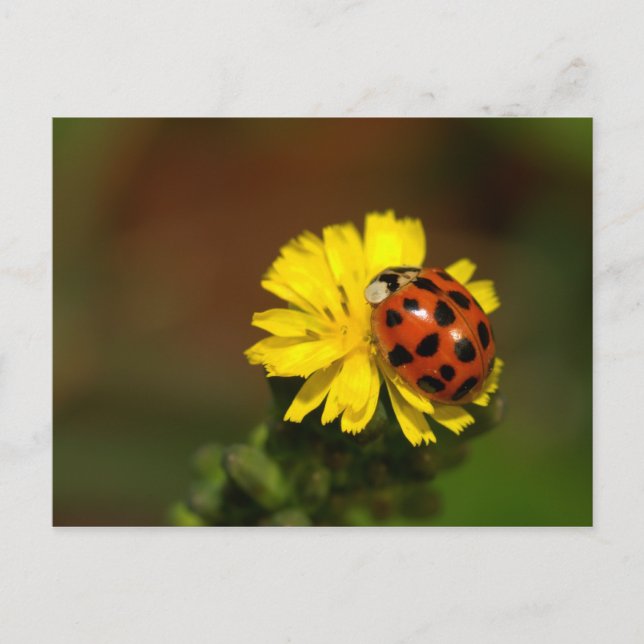 Ladybug Greetings Postcard (Front)