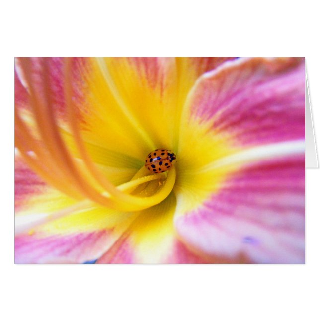 Ladybug in Lilly (Front Horizontal)