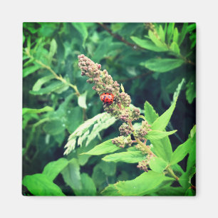 Ladybug in Spring Magnet