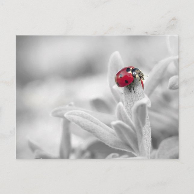 Ladybug in the white card (Front)