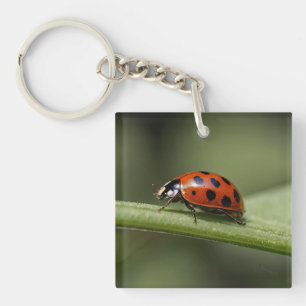 Ladybug Insect Keychain