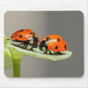 ladybug, insect, pair mouse pad