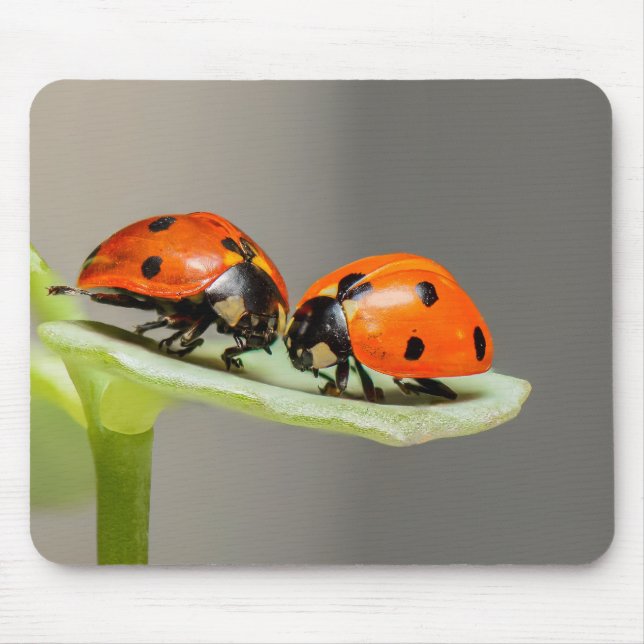 ladybug, insect, pair mouse pad (Front)