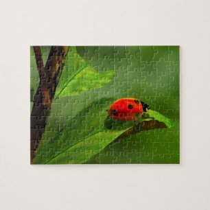 Ladybug Jigsaw Puzzle