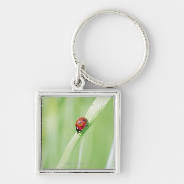 Ladybug Keychain (Front)