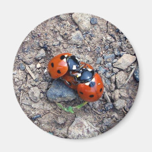 Ladybug Kisses Magnet