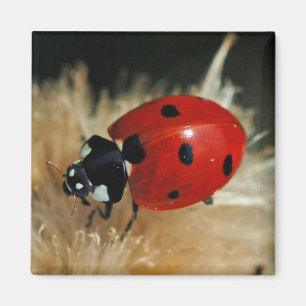 Ladybug - Lady Beetles magnet