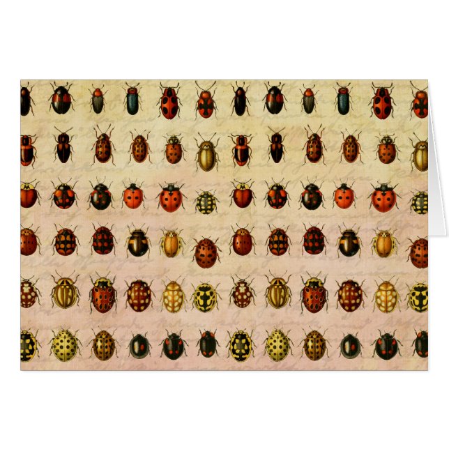 Ladybug Ladybird Beetle Insect Bug (Front Horizontal)