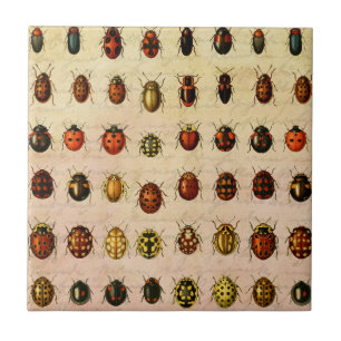 Ladybug Ladybird Beetle Insect Bug Tile