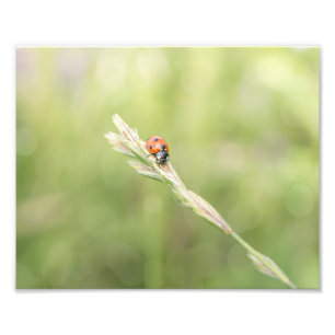 Ladybug Ladybug Where Did You Go Photo Print
