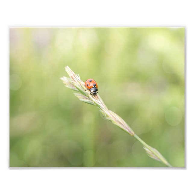 Ladybug Ladybug Where Did You Go Photo Print (Front)