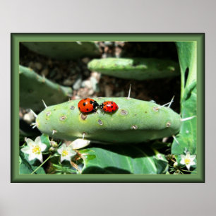Ladybug Love Poster