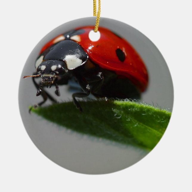 Ladybug Lovers Art Ceramic Ornament (Front)
