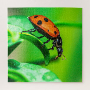 Ladybug Macro Puzzle Colourful Nature Jigsaw