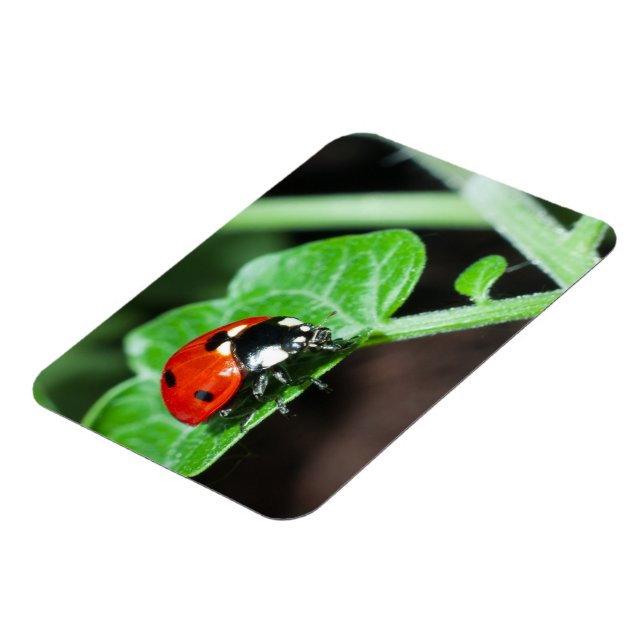 Ladybug Magnet (Left Side)