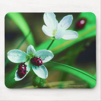 Ladybug Mouse Pad