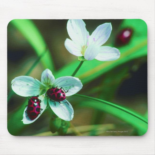 Ladybug Mouse Pad (Front)