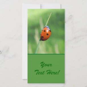 Ladybug on a blade of grass