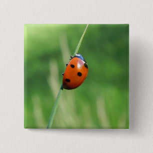 Ladybug on a blade of grass  Button