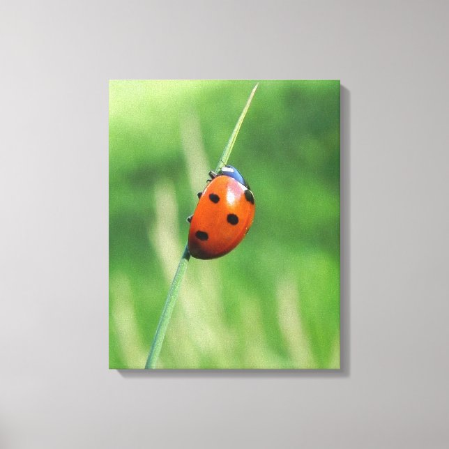 Ladybug on a blade of grass Canvas Print (Front)