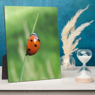 Ladybug on a blade of grass plaque